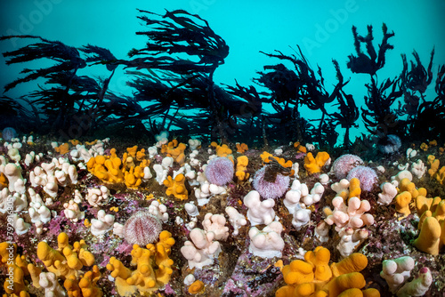 Colourful soft corals / Dead man's fingers (Alcyonium digitatum) and common sea urchins (Echinus esculentus) mass beneath a Cuvie kelp forest (Laminaria hyperborea). St Abbs, Scotland, United Kingdom. photo