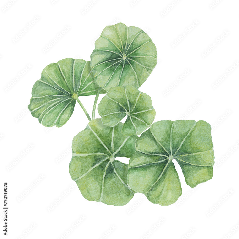 Centella asiatica, gotu cola green arrangement. Hand drawn Asiatic pennywort bouquet watercolor botanical illustration, isolated for cosmetics, packaging, beauty, labels, herbal dietary supplements Centella asiatica, gotu cola green arrangement. Hand drawn Asiatic pennywort bouquet watercolor botanical illustration, isolated for cosmetics, packaging, beauty, labels, herbal dietary supplements