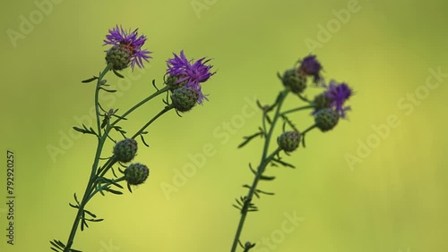Centaurea nigra is a species of flowering plant in the daisy family known by the common names lesser knapweed, common knapweed and black knapweed. A local vernacular name is hardheads. photo