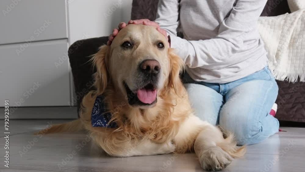 Elderly Woman's Hands Softly Petting A Cute Golden Retriever Dog Elderly Woman's Hands Softly Petting A Cute Golden Retriever Dog