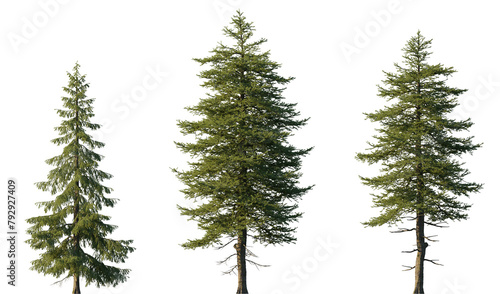 Tableau sur toile Larix decidua the European larch tree frontal set evergreen pinaceae needled tre