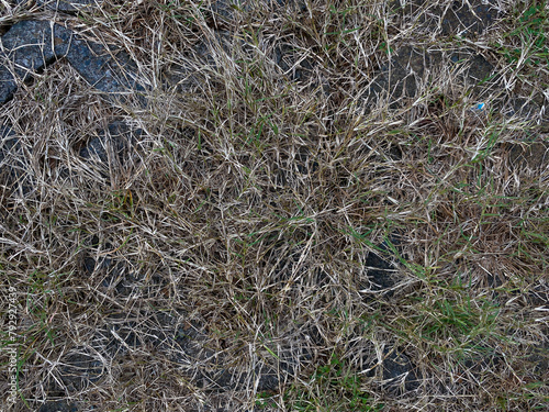 Dry yellow brown grass as background flat lay, drought concept