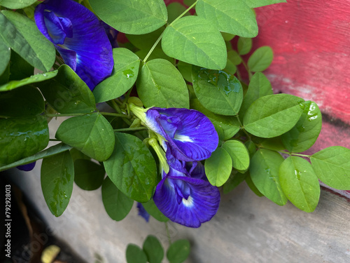 Blue flower of Clitoria ternatea, also known as bunga telang, Asian pigeonwings, bluebellvine, blue pea, butterfly pea, cordofan pea or Darwin pea