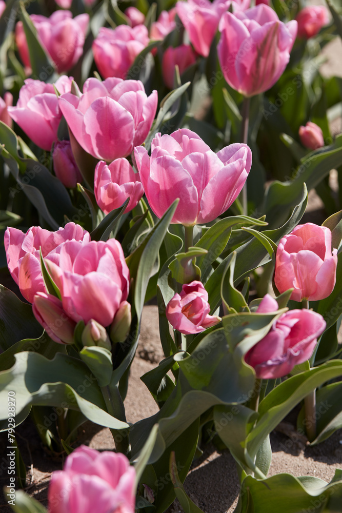 Obraz premium Tulip Happy Family flowers in pink color texture background