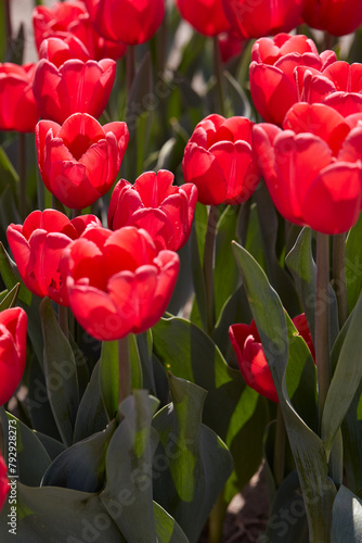Tulip Surrender, red flowers in spring sunlight