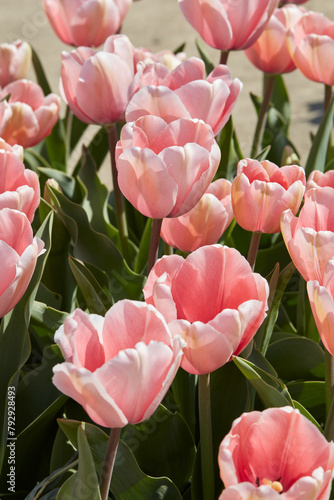 Tulip Salmon Impression, pink flowers in spring sunlight