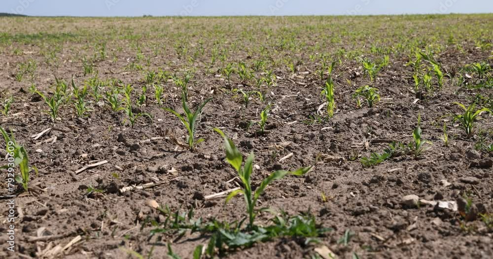 green corn in the field in spring, a new crop of corn in the field green corn in the field in spring, a new crop of corn in the field