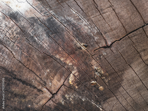 Abstract background. Old wood texture as background