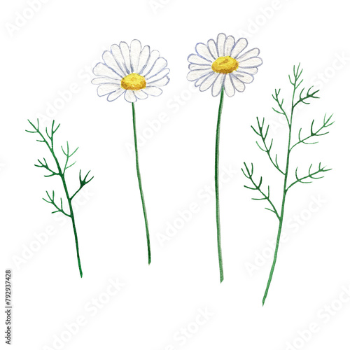 Hand painted watercolor illustration of a chamomile: flower, leaves isolated on white background