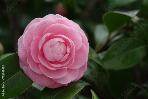 東京港区赤坂氷川公園のツバキ
