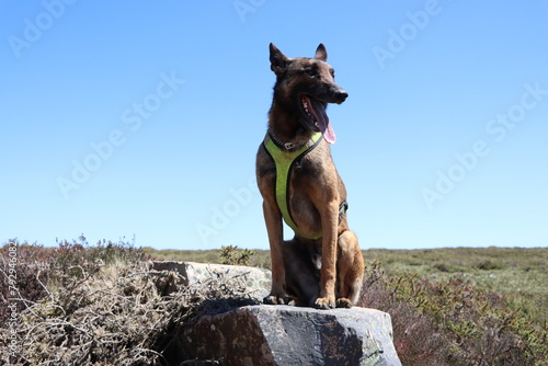 Belgian Malinois shepherd dog with yellow harness on the route through the Asturian mountains of Allande photo