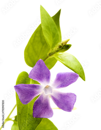 Flora of Gran Canaria -  Vinca major, bigleaf periwinkle, introduced species, isolated on white photo