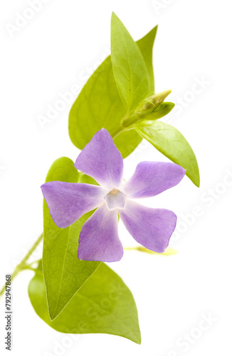 Flora of Gran Canaria -  Vinca major, bigleaf periwinkle, introduced species, isolated on white