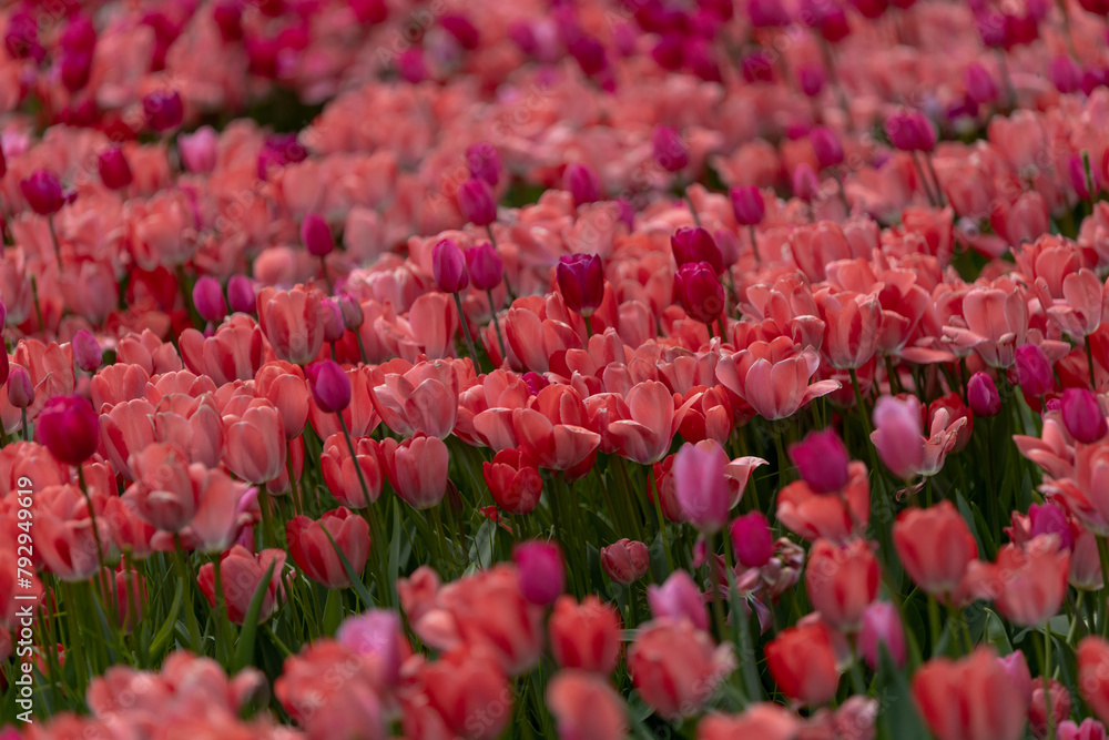 Field of colorful tulips. Spring blossoms in the city. Flower show in the heart of the spring park. Close-up. Macro, Selective focus in photography. Wallpaper Field of colorful tulips. Spring blossoms in the city. Flower show in the heart of the spring park. Close-up. Macro, Selective focus in photography. Wallpaper