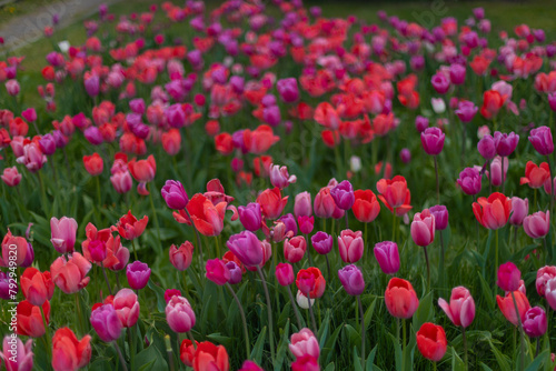 Field of colorful tulips. Spring blossoms in the city. Flower show in the heart of the spring park. Close-up. Macro, Selective focus in photography. Wallpaper