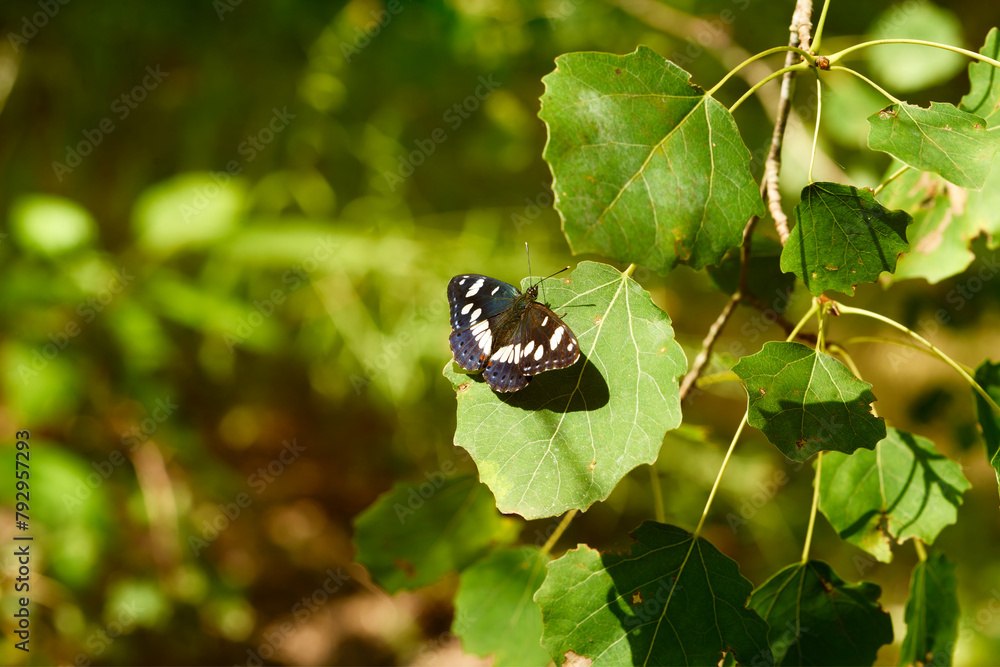 Sylvain azure butterfly on a green leaf Sylvain azure butterfly on a green leaf