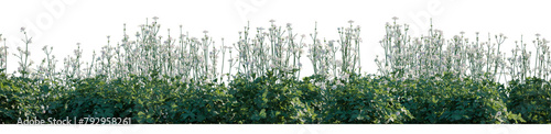 Foto Astrantia major plant with white flowers frontal isolated png on a transparent b