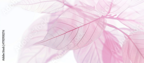 Transparent pink leaves closeup on white background 