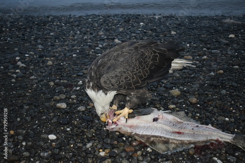 Bald Eagle Loving Some Fish Guts