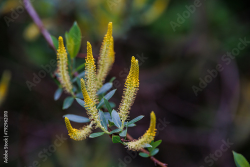 Blossoms of the willow Salix warburgii on the banks of the Brunnenbach stream in the Dürrenast Heath in the municipal forest of the Fugger city of Augsburg photo