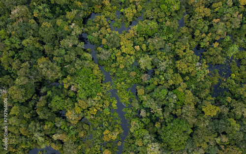 TAHUAYO RIVER IN THE TOWN OF LORETO IN THE PERUVIAN AMAZON, THE TAHUAYO IS AN AREA WITH HIGH BIODIVERSITY, ABUNDANT EXOTIC WILDLIFE, THE TAHUAYO RIVER TOURIST ATTRACTION, TAHUAYO TOURISM IN AMAZON photo