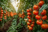 Greenhouse delight: ripe tomatoes dangle from lush vines