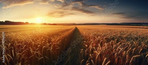 golden wheat field at sunset © WaniArt
