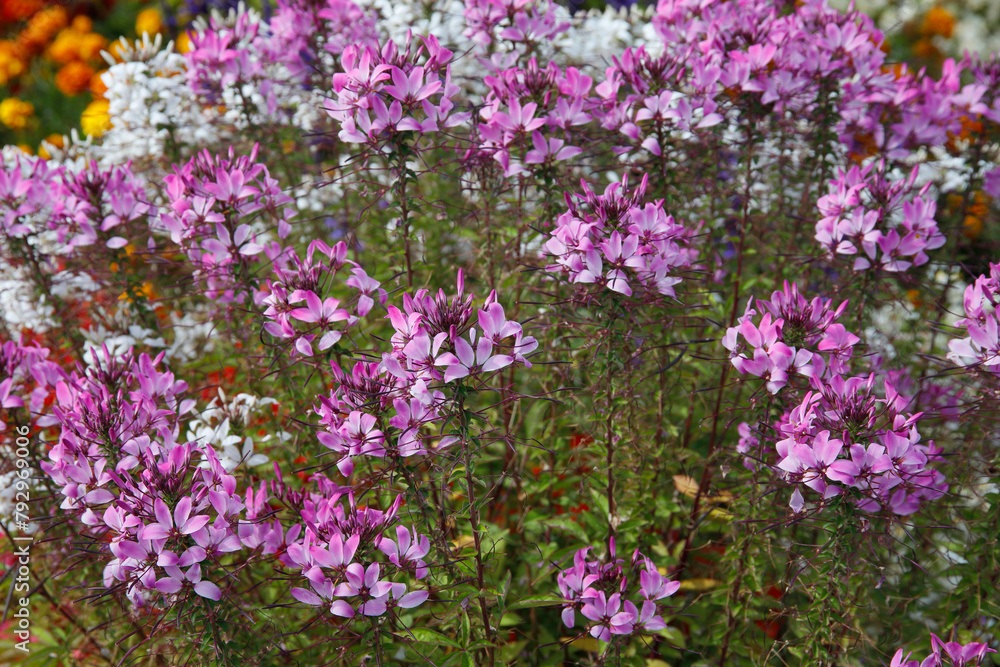 Spinnenblume oder Spinnenpflanze (Tarenaya hassleriana) Staude mit vielen Blüten Spinnenblume oder Spinnenpflanze (Tarenaya hassleriana) Staude mit vielen Blüten