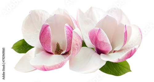 tender spring pink magnolia flower isolated on white background
