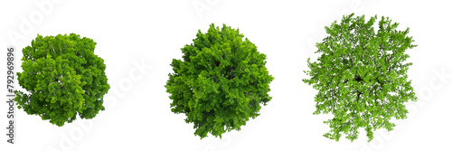 Trees top view, isolated on transparent background 