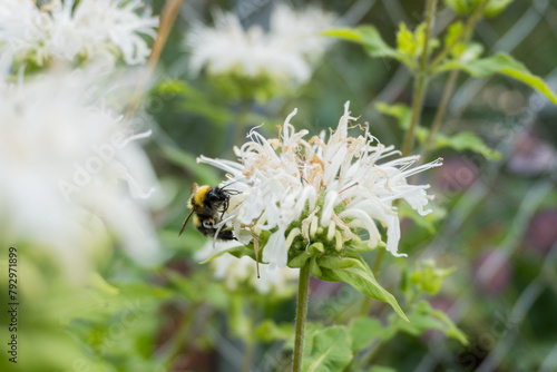 Gartenhummel (Bombus hortorum) auf Indianernessel (Monarda fistulosa) 'Schneewittchen' / Konzept: Insekten im Garten photo