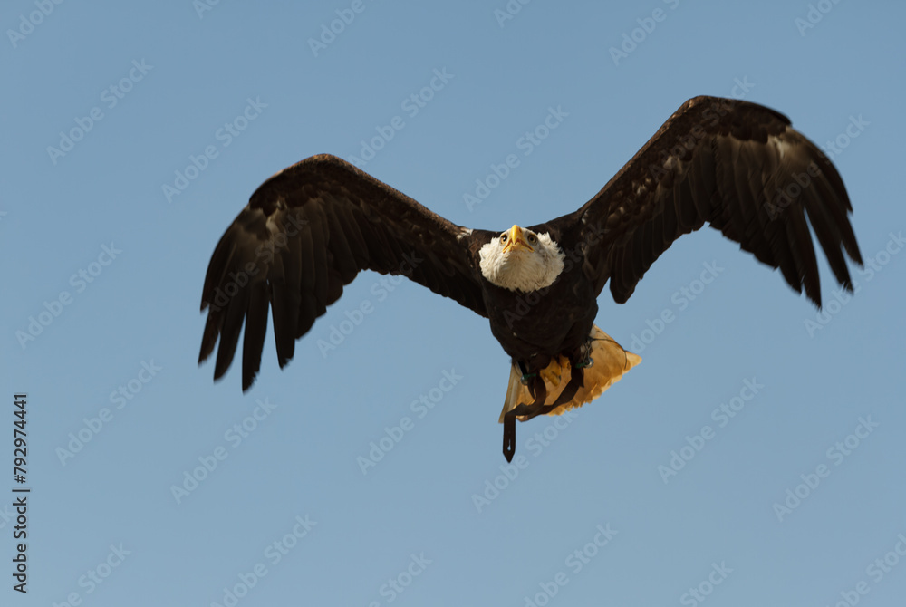 White-tailed eagle at an air show, feeling of freedom White-tailed eagle at an air show, feeling of freedom