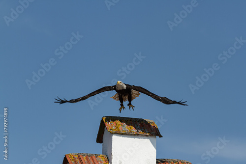 White-tailed eagle at an air show, feeling of freedom 