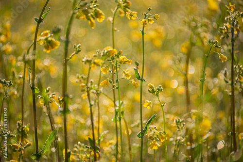 bright field yellow flowers in the meadow. lush bloom of yellow wildflowers in drops of sparkling dew and sunlight with bokeh