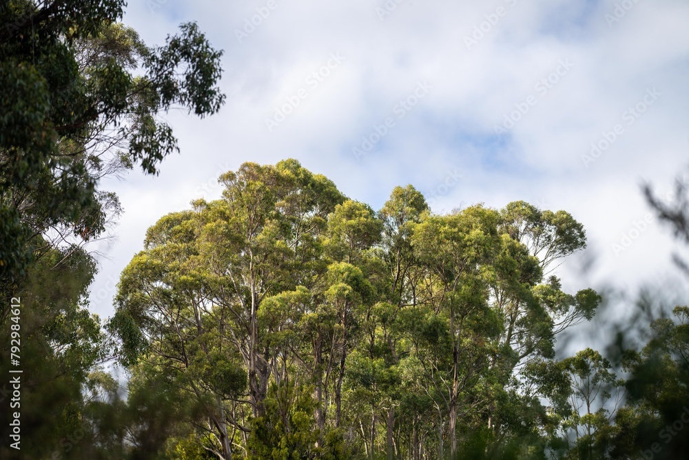 native australian plants in the bush, beautiful gum Trees and shrubs in the Australian bush forest. Gumtrees and native plants growing in Australia in spring native australian plants in the bush, beautiful gum Trees and shrubs in the Australian bush forest. Gumtrees and native plants growing in Australia in spring