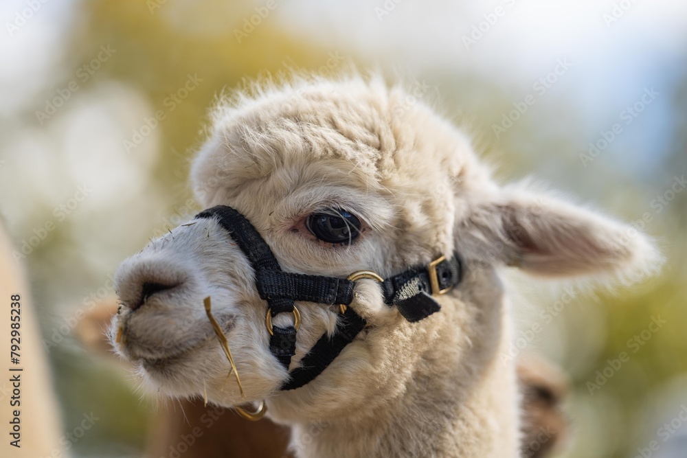 Obraz premium herd of alpaca, alpacas grazing in a field. white llama in a meadow in australia
