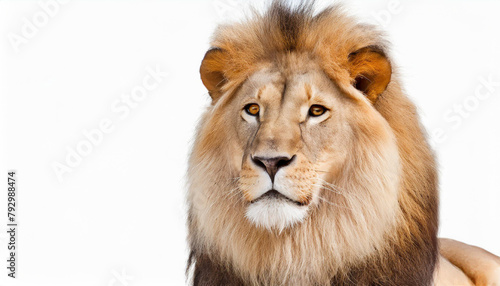  lion four and a half years old stands in front of a white backdrop