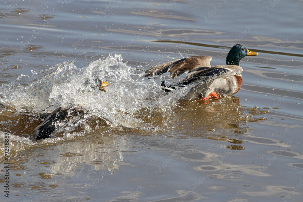 Wild duch chasing other duck during a fight - obrazy, fototapety, plakaty 