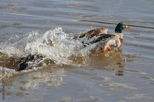 Wild duch chasing other duck during a fight