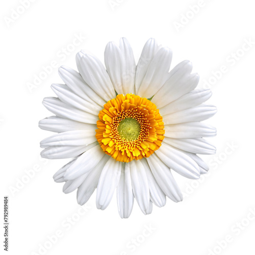 Close up macro photo of a pure white calendula flower transparent isolated