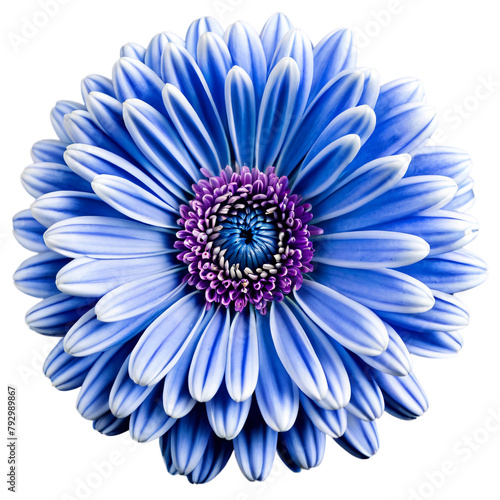 Close up macro photo of a blue chrysanthemum flower transparent isolated