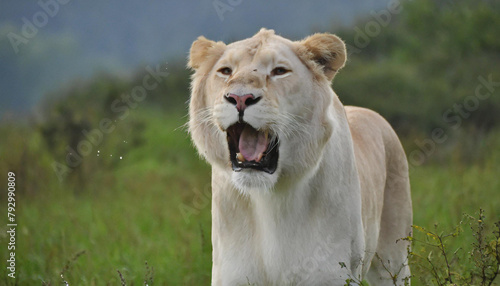 Lioness displays dangerous teeth during light