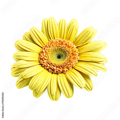 Close up macro photo of yellow gerbera flower transparent isolated