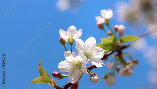 Macro shot of white cherry flowers isolated on blue sky background.