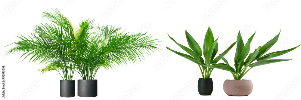 Tropical plant in modern pot or vase isolated on transparent background Tropical plant in modern pot or vase isolated on transparent background
