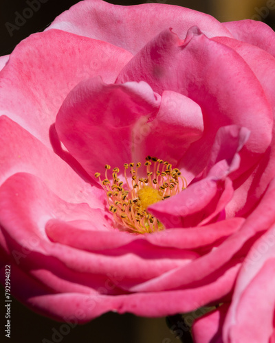 pink and yellow flower closeup (ID: 792994822)