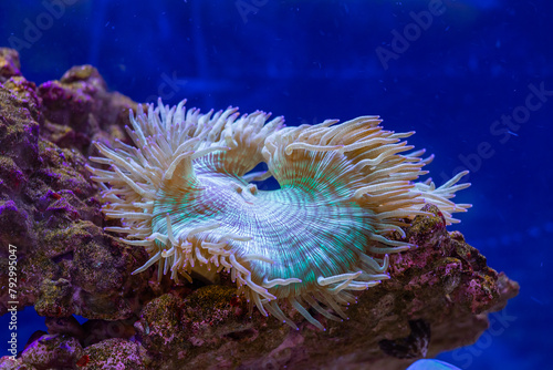 Elegance Coral / Coral reef in aquarium (ID: 792995047)