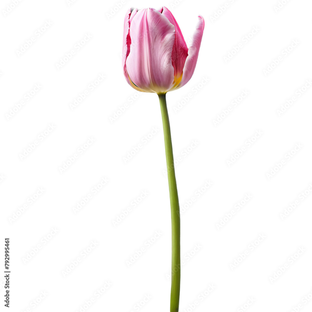 Close up macro photo of pink tulip flower transparent isolated Close up macro photo of pink tulip flower transparent isolated