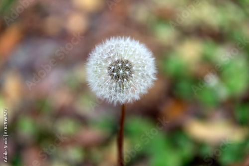 View of the dandelions on the ground in autumn