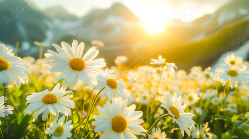 Beautiful daisy flower in meadow with waterfall and mountain . Beautiful nature background ..